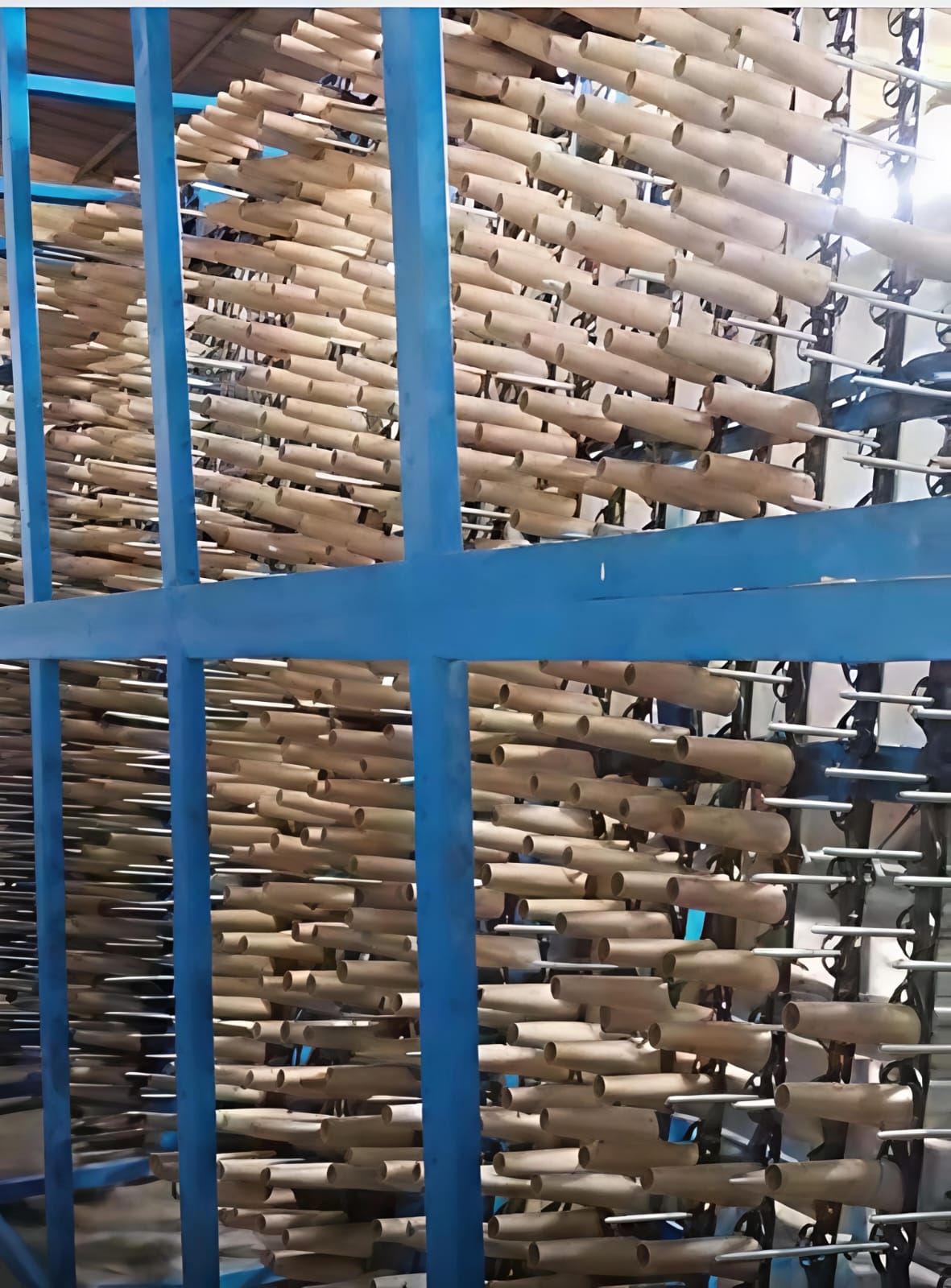Cone dryer with 1400+ cones on drying rack